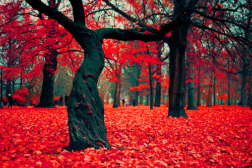autumn_red