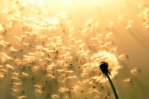 Close-up of a dandelion